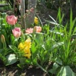fresias-tulipanes