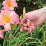 floracion hermerocallis