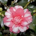 Camellia.japonica.Chandlers.Elegance