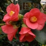 Camellia Japonica simple