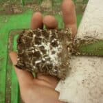 cochinilla algodonosa de las raices