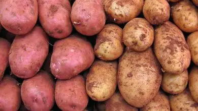 7 formas de cultivar patatas (papas)