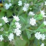 flores de stevia