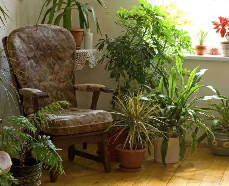 plantas que armonizan el hogar