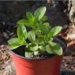 plantin de stevia