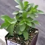 plantula de stevia
