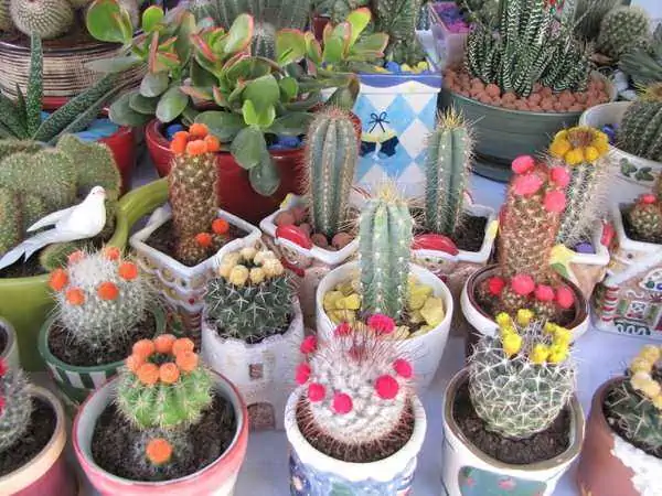 cactus del desierto