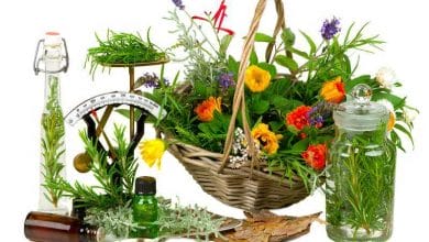 Las 15 hierbas medicinales más eficaces en tu jardín