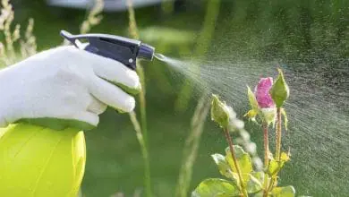 Pesticidas, fungicidas, Insecticidas… Que son y cómo se usan