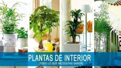 Plantas de Interior - Todo lo que necesitas saber