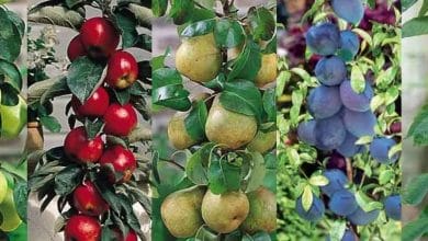 Árboles Frutales: Todo lo que debes saber