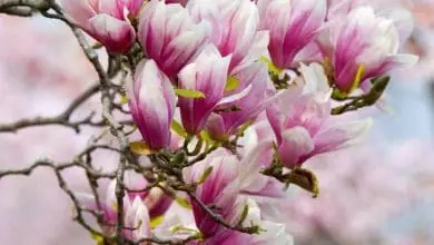Magnolia, CUIDADOS, Cultivo y multiplicación