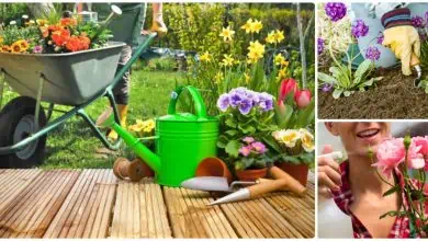 Consejos y herramientas para cuidar e iniciar un jardín