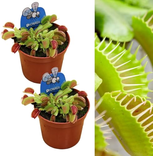 Venus - Trampa para moscas, 2 plantas, Dionaea muscipula, 2 plantas carnívoras en maceta de 5,5 cm