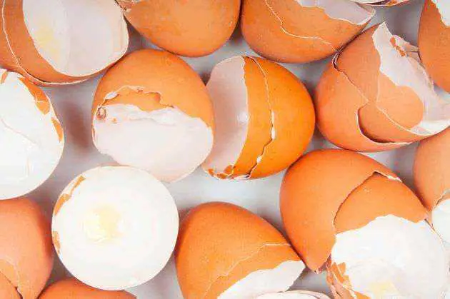 fertilizante casero de huevos