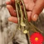 Willow-Twigs-Rooting-Hormone
