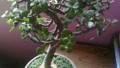 bonsai-portulacaria