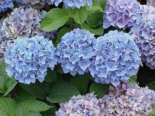 hortensia-azul