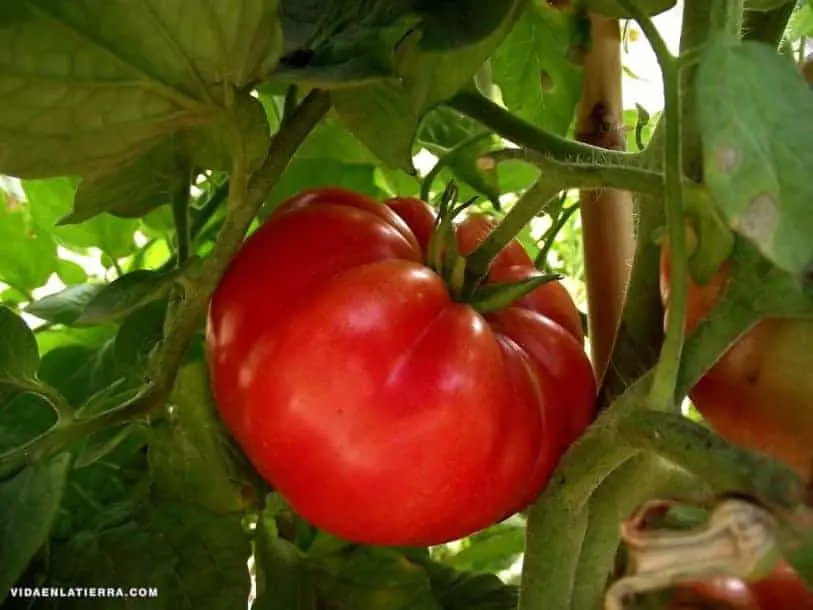 entutorar tomates