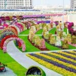 Dubai Miracle Garden 29