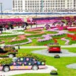 Dubai Miracle Garden 24