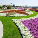 Dubai Miracle Garden 16