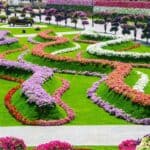 Dubai Miracle Garden 6