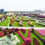 Dubai Miracle Garden 4