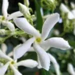 flor del trachelospermum jasminoides