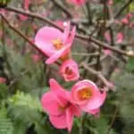flor de Chaenomeles_japonica