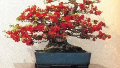 membrillero de japón bonsai