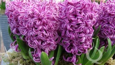 Jacinto – Cuidados, Cultivo y Multiplicación del Hyacinthus
