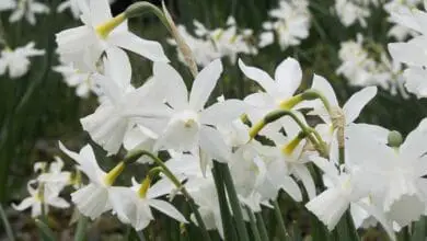 Narcissus-triandrus