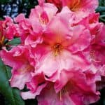 Rododendro Cuidados y Reprodución del Rhododendron