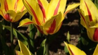 Tulipán Flor de Liz