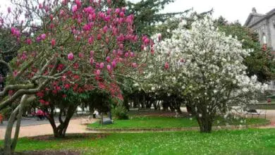 magnolia stellata blanca y rosa