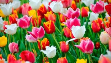 Tulipan - Cuidados, Cultivo y Reproducción de la Tulipa