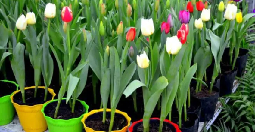 tulipanes de colores en macetas