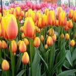 tulipanes hermosos