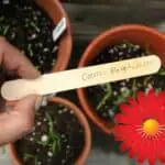 marcadores para plantas con palitos de helado
