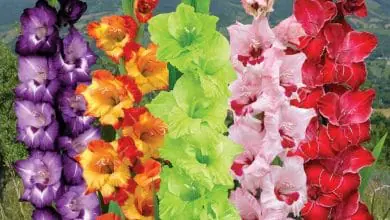 Gladiolos – Cuidados, Cultivo y Multiplicación del Gladiolus