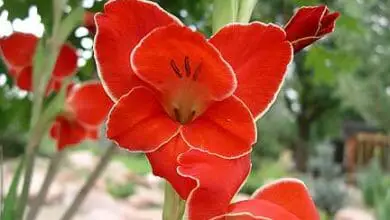 gladiolus 'Atom'