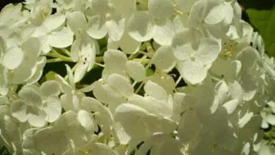 hortensia-blanca-pura