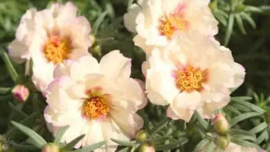 portulaca grandiflora sunseeker cream