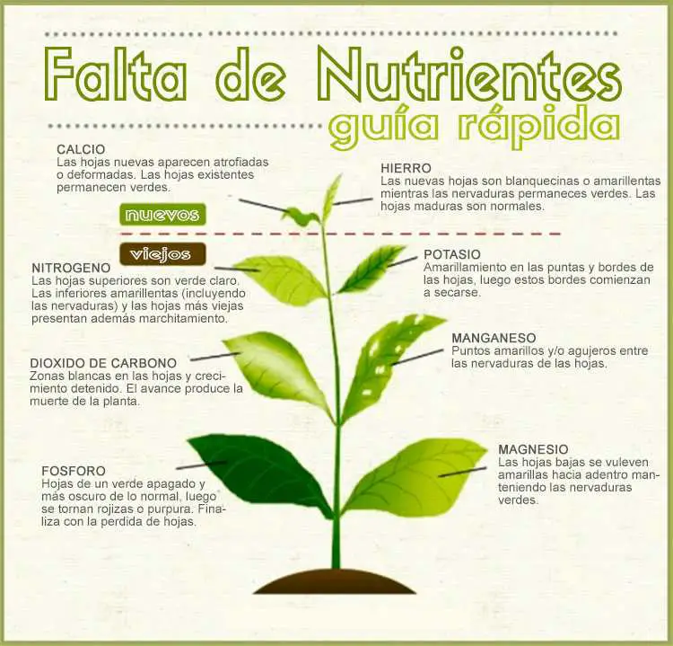 Infografia falta de nutrientes en las plantas