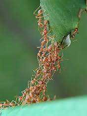 columna de hormigas