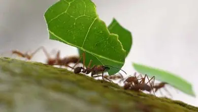 Combatir las hormigas con Remedios caseros