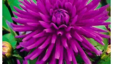 dalia-cactus-violeta