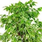 Por qué se caen las hojas del Ficus