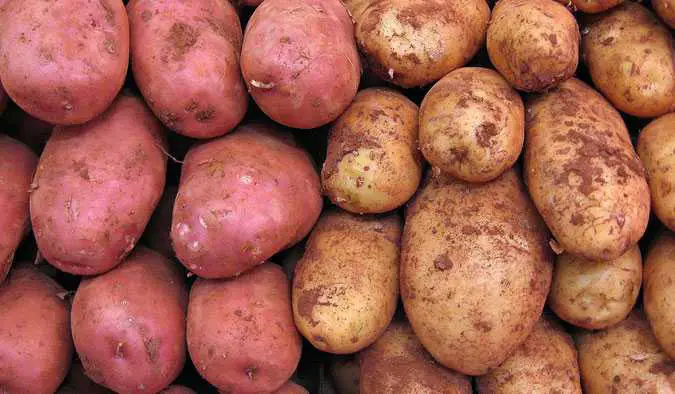 formas de cultivar patatas